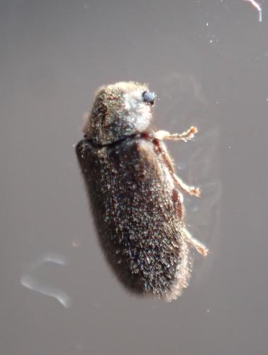 Réf. 341 748 : Hyperisus plumbeum